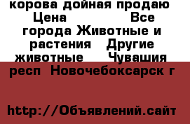 корова дойная продаю › Цена ­ 100 000 - Все города Животные и растения » Другие животные   . Чувашия респ.,Новочебоксарск г.